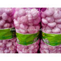 Ail rouge, ail violet pour la Colombie, 10 kg / sac ou 10 kg / carton